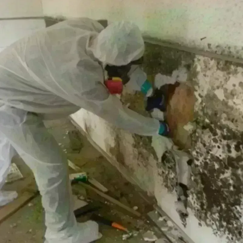 Mold Remediation and Removal in Chattooga County, GA